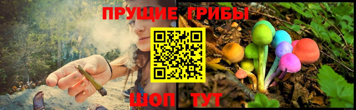 Кинель  Галлюциногенные грибы Psilocybine cubensis  Вход с VPN 